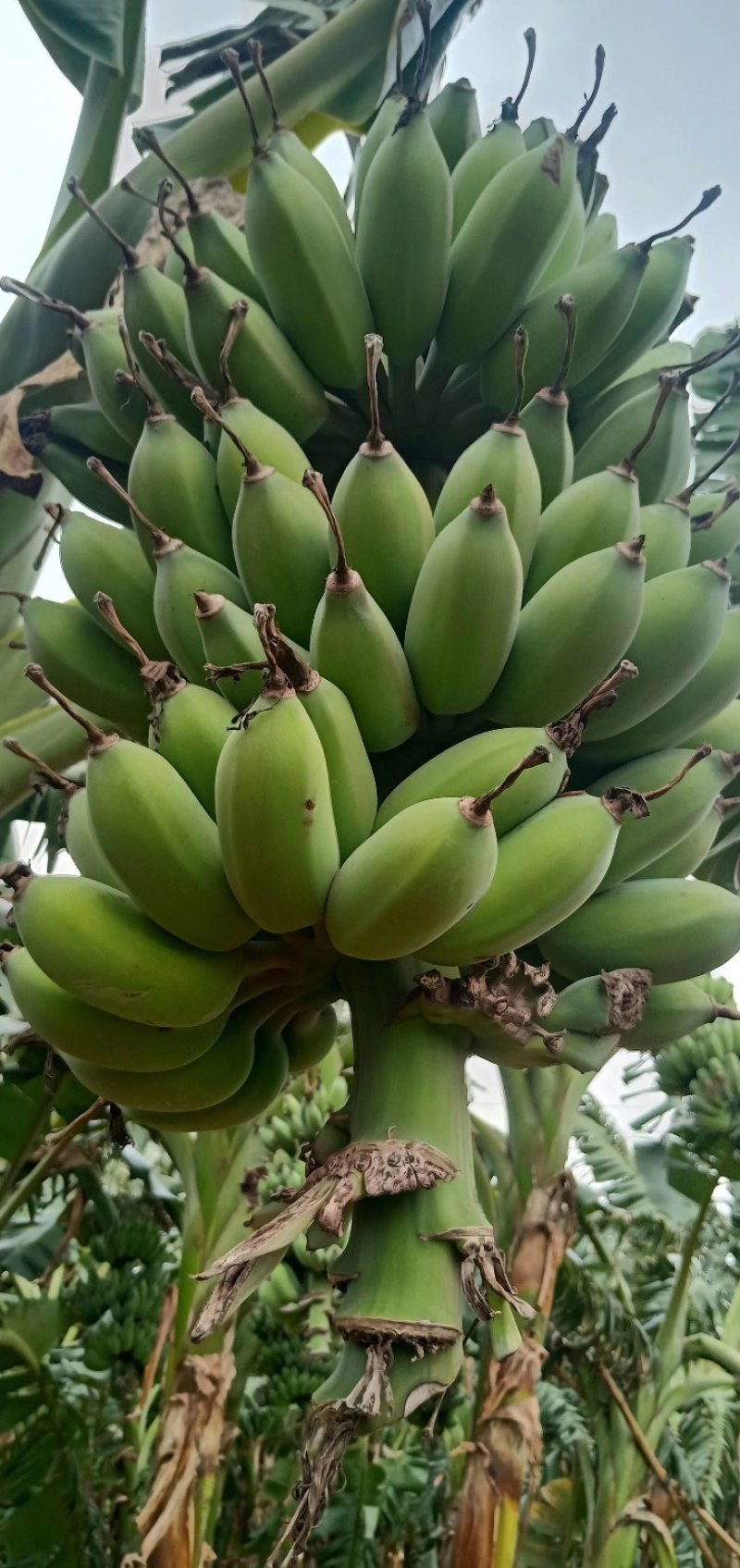 热带水果