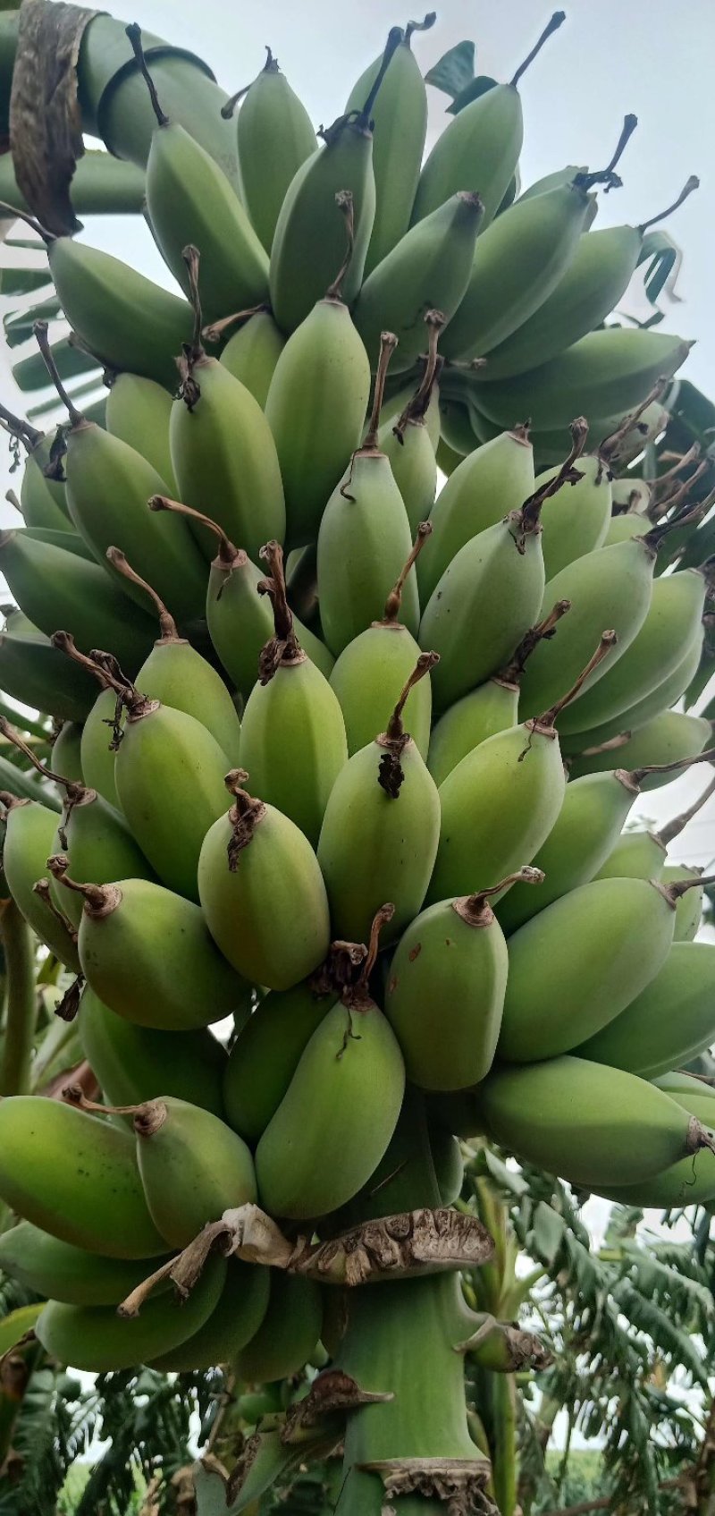 热带水果