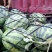 冠龙西瓜8斤打底9成熟1茬