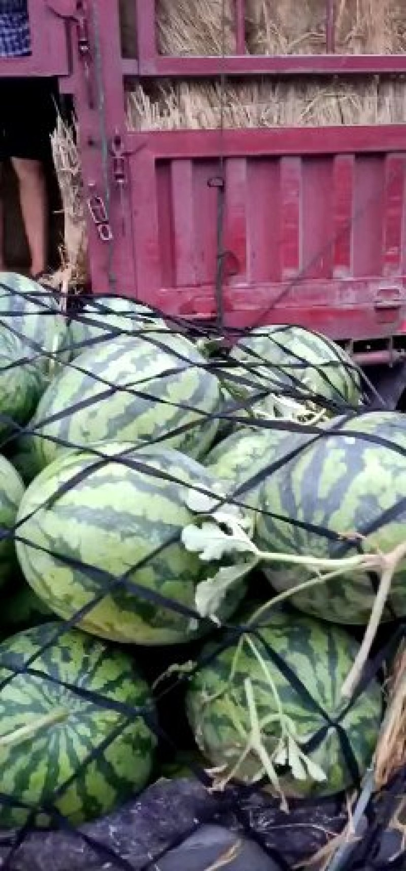 冠龙西瓜8斤打底9成熟1茬