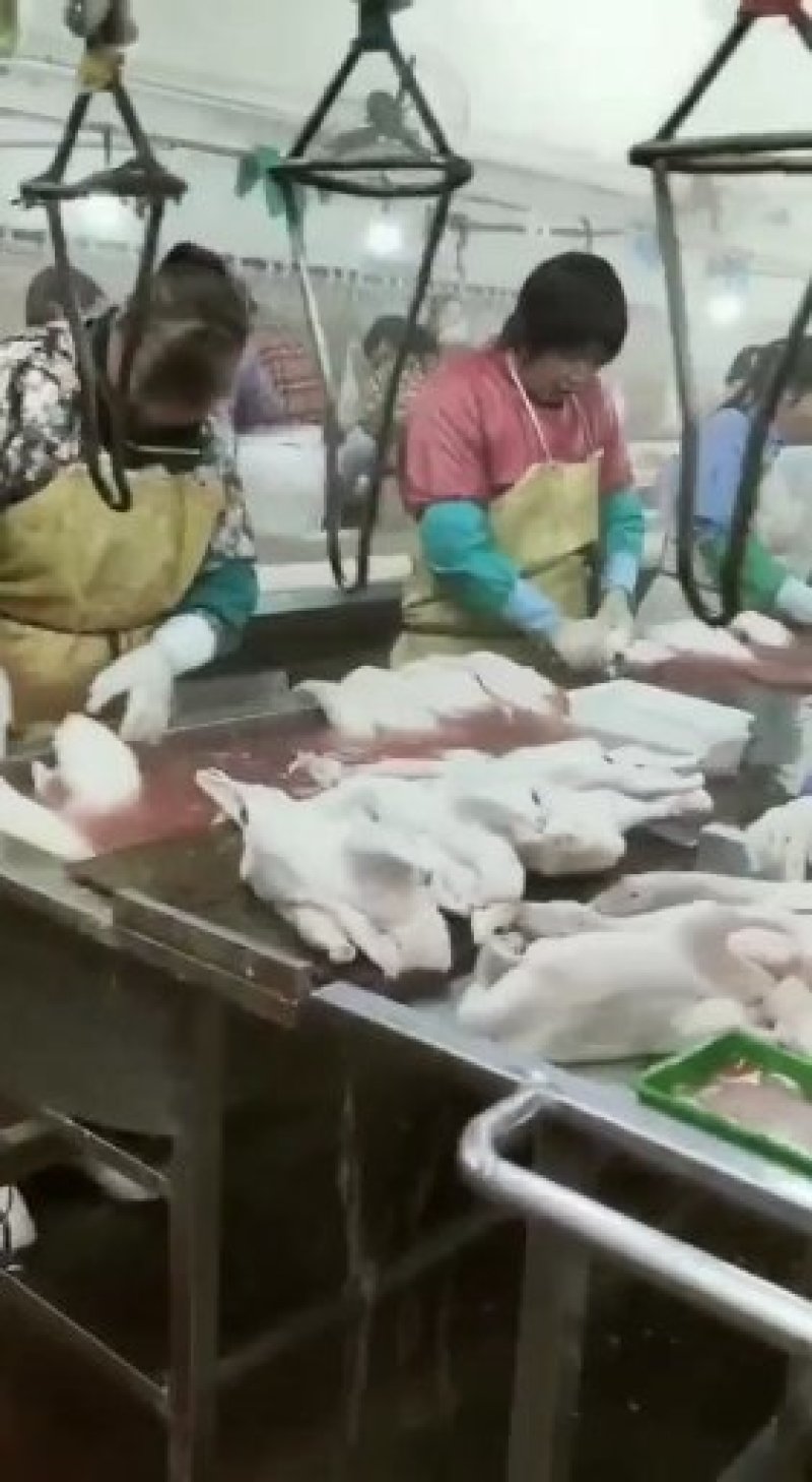 批发各规格白条鸭，质量好，毛干净。