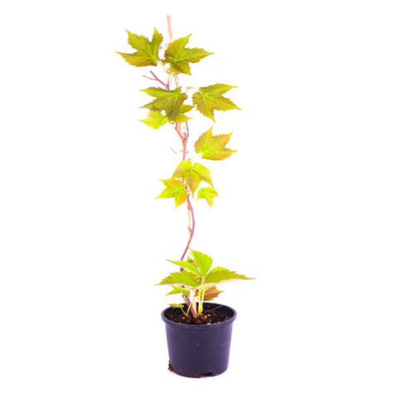爬山虎爬藤植物四季户外三叶爬山虎苗盆栽别墅庭院植物绿化
