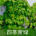 爬山虎爬藤植物四季户外三叶爬山虎苗盆栽别墅庭院植物绿化