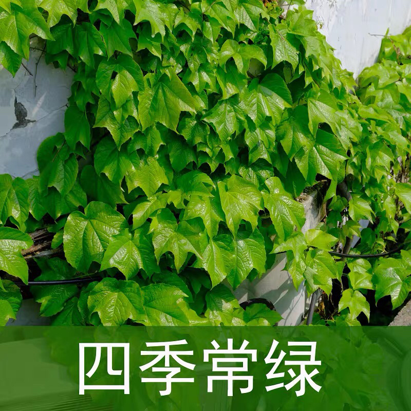爬山虎爬藤植物四季户外三叶爬山虎苗盆栽别墅庭院植物绿化