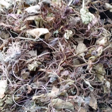 虎耳草2019年货可做选装