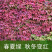 爬山虎爬藤植物四季户外三叶爬山虎苗盆栽别墅庭院植物绿化