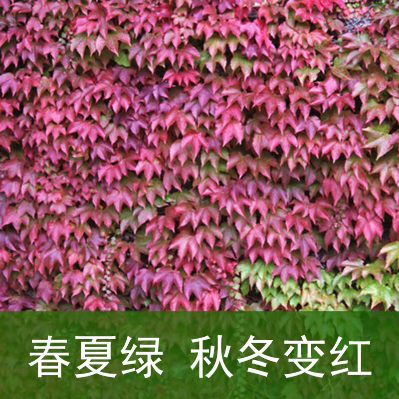 爬山虎爬藤植物四季户外三叶爬山虎苗盆栽别墅庭院植物绿化