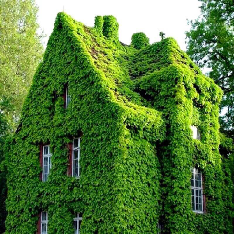 爬山虎爬藤植物四季户外三叶爬山虎苗盆栽别墅庭院植物绿化