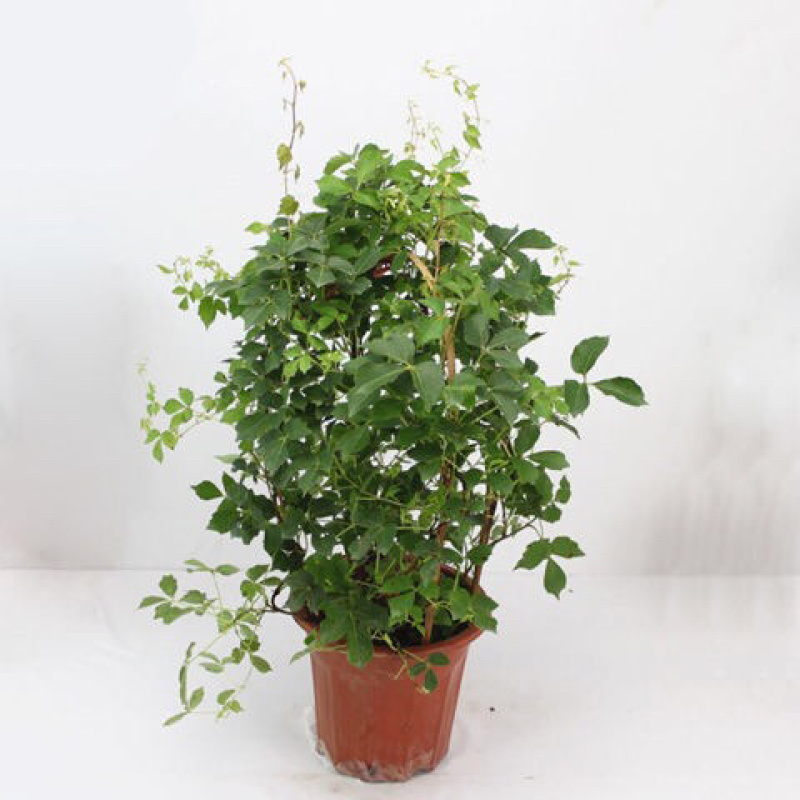 爬山虎爬藤植物四季户外三叶爬山虎苗盆栽别墅庭院植物绿化