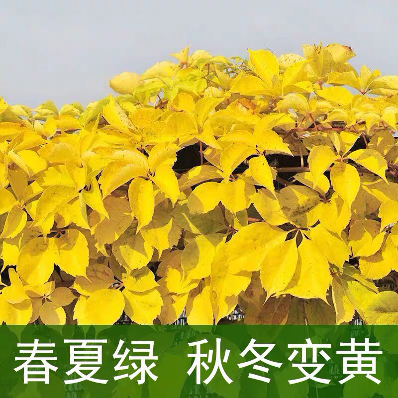 爬山虎爬藤植物四季户外三叶爬山虎苗盆栽别墅庭院植物绿化