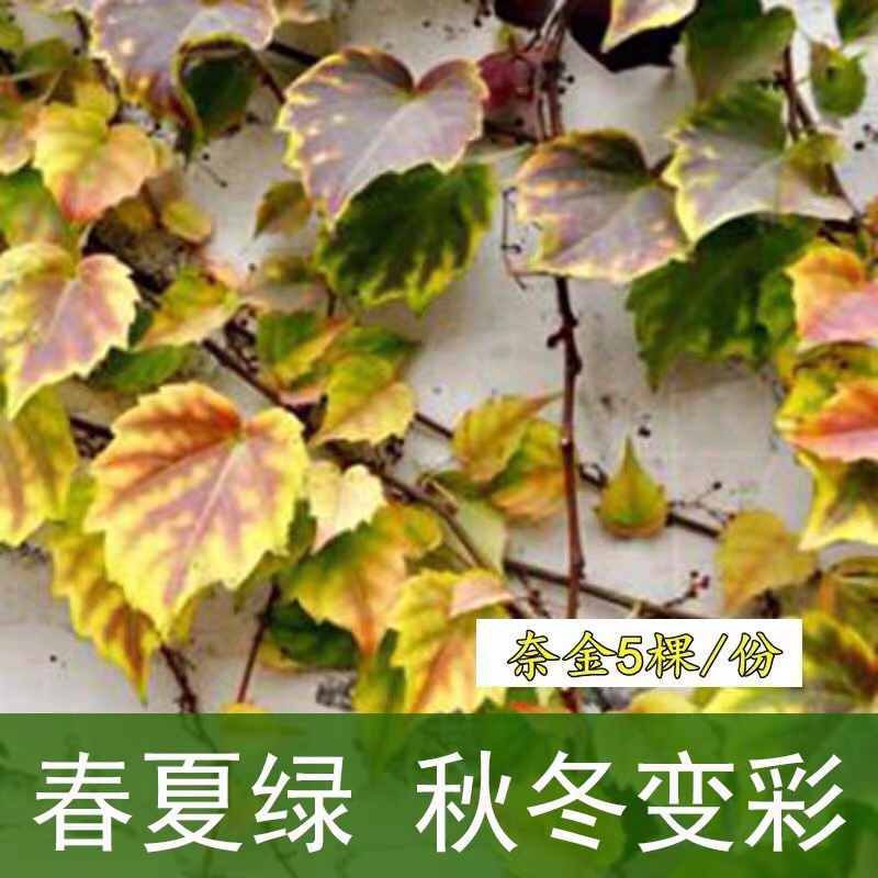 爬山虎爬藤植物四季户外三叶爬山虎苗盆栽别墅庭院植物绿化