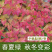 爬山虎爬藤植物四季户外三叶爬山虎苗盆栽别墅庭院植物绿化