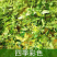 爬山虎爬藤植物四季户外三叶爬山虎苗盆栽别墅庭院植物绿化