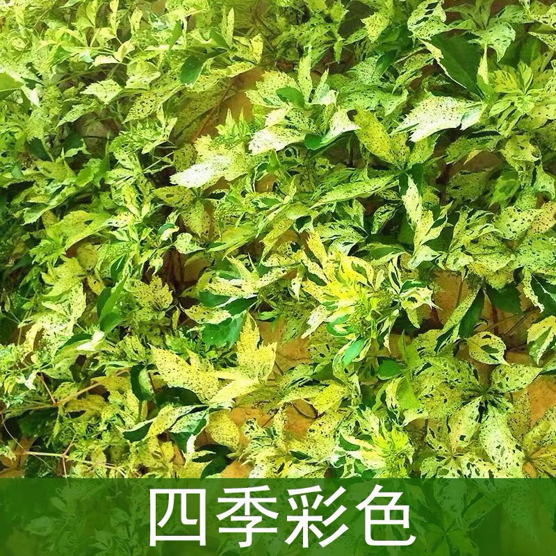 爬山虎爬藤植物四季户外三叶爬山虎苗盆栽别墅庭院植物绿化
