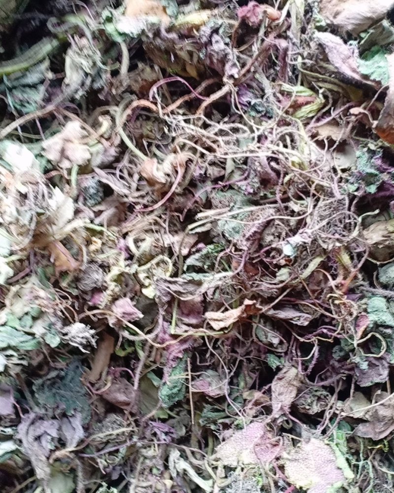 虎耳草2019年货可做选装