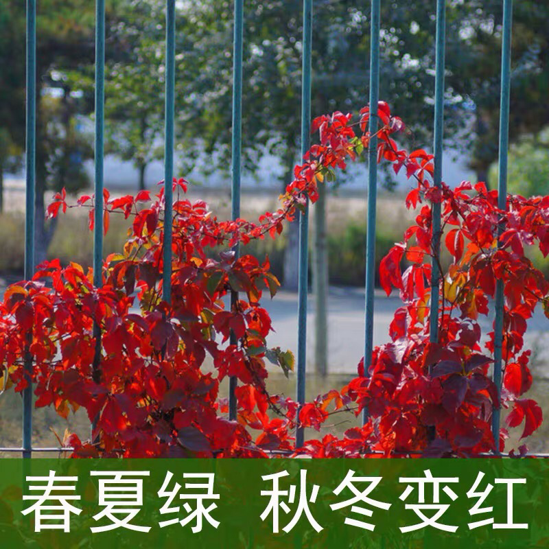 爬山虎爬藤植物四季户外三叶爬山虎苗盆栽别墅庭院植物绿化