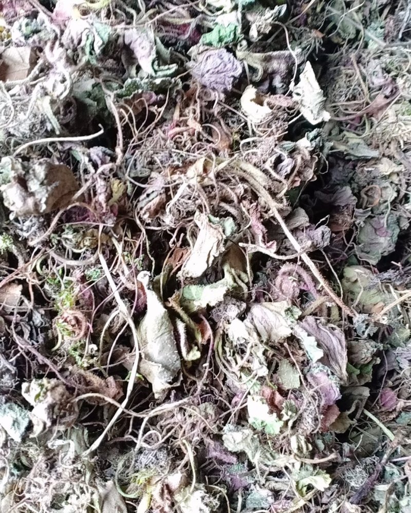 虎耳草2019年货可做选装