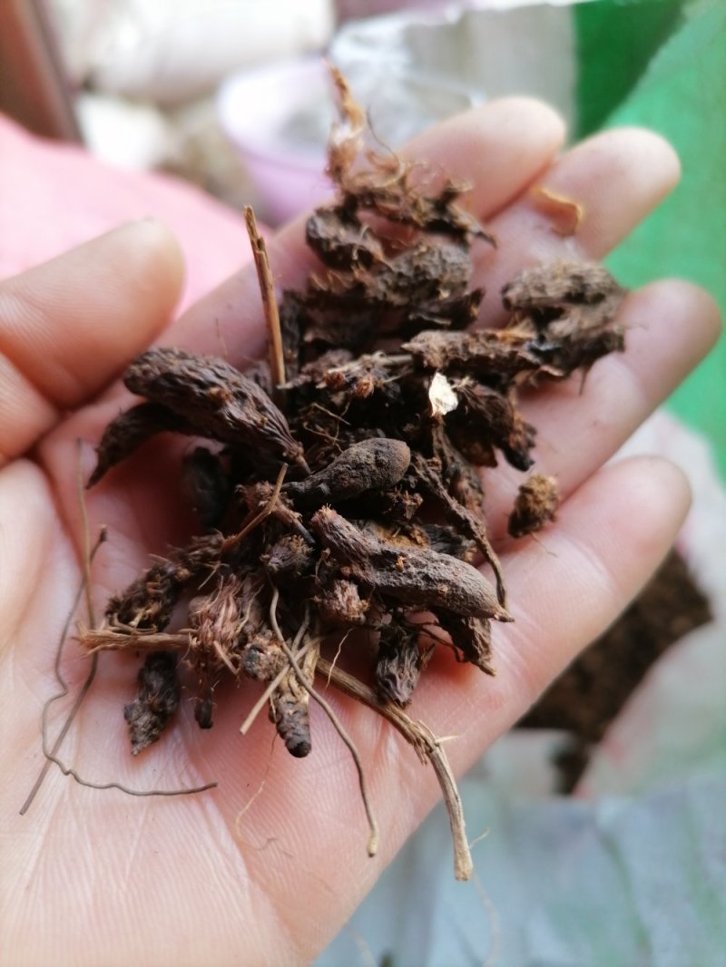 香附子无硫野生香味十足！批发零售一手货源产真发