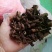 香附子无硫野生香味十足！批发零售一手货源产真发