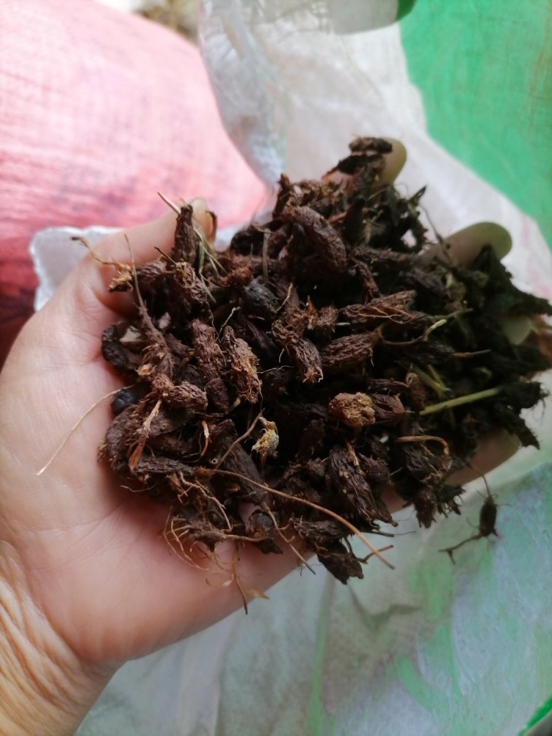 香附子无硫野生香味十足！批发零售一手货源产真发