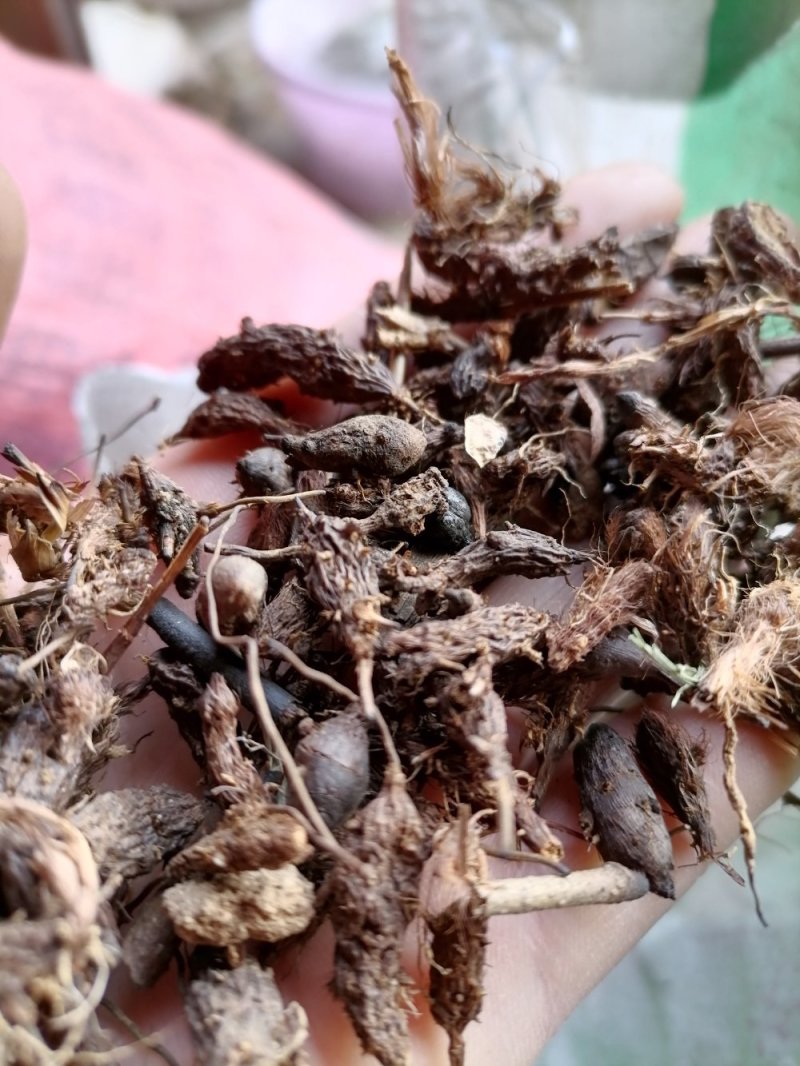 香附子无硫野生香味十足！批发零售一手货源产真发
