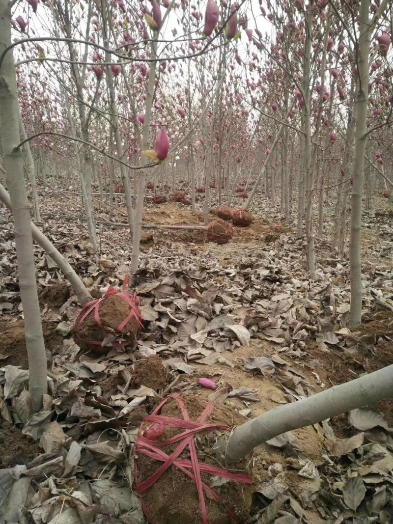 玉兰树紫玉兰苗品种规格齐全苗木基地直发价格优惠