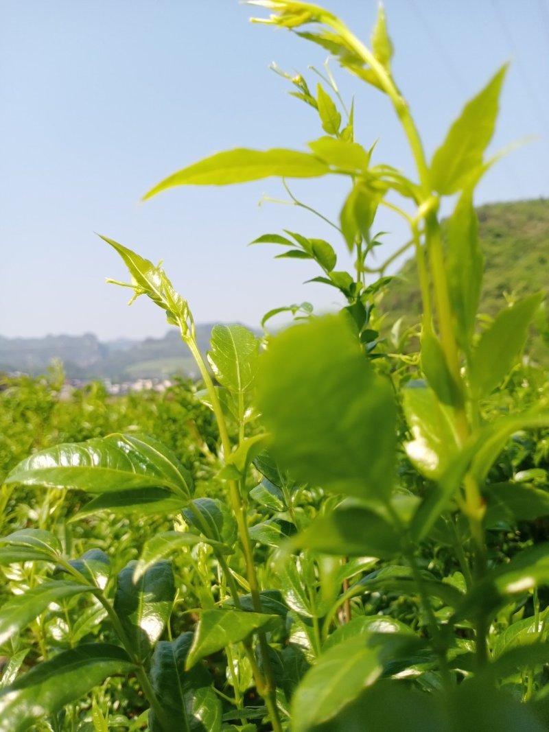 茶叶