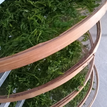 茶叶