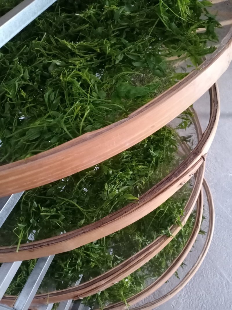 茶叶