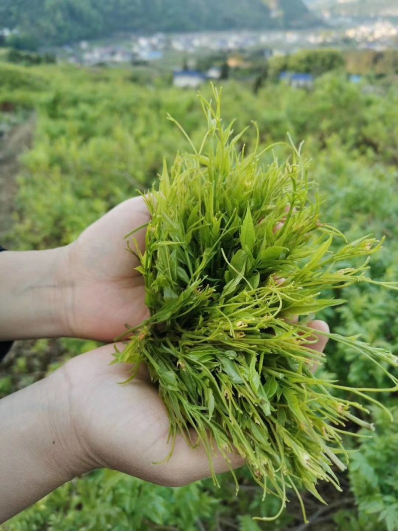 茶叶