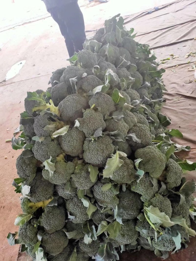 西蓝花
