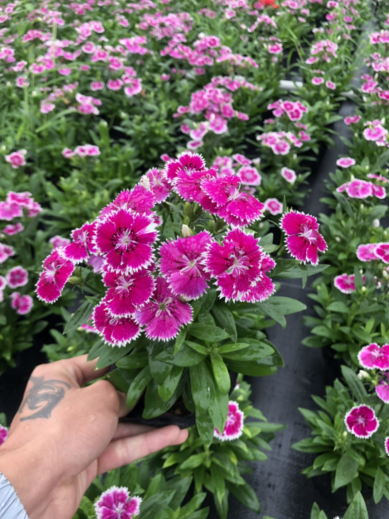 泥碳土时花袋苗