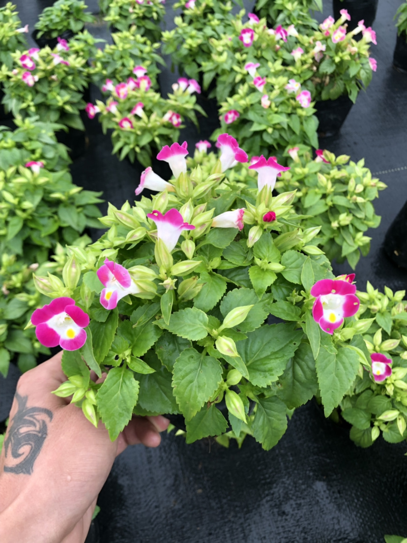 泥碳土时花袋苗