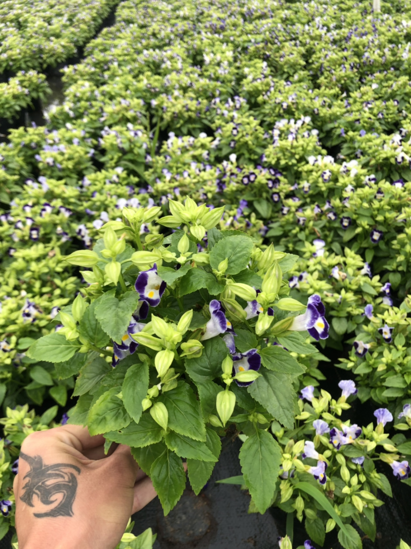 泥碳土时花袋苗