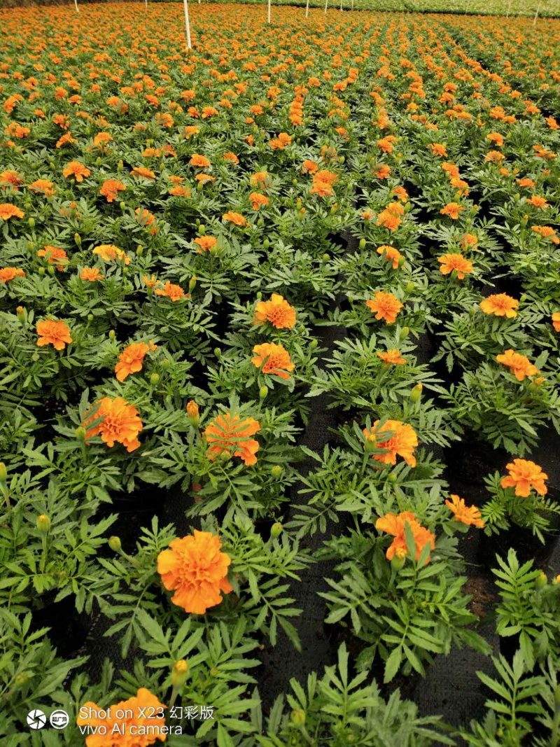 泥碳土时花袋苗