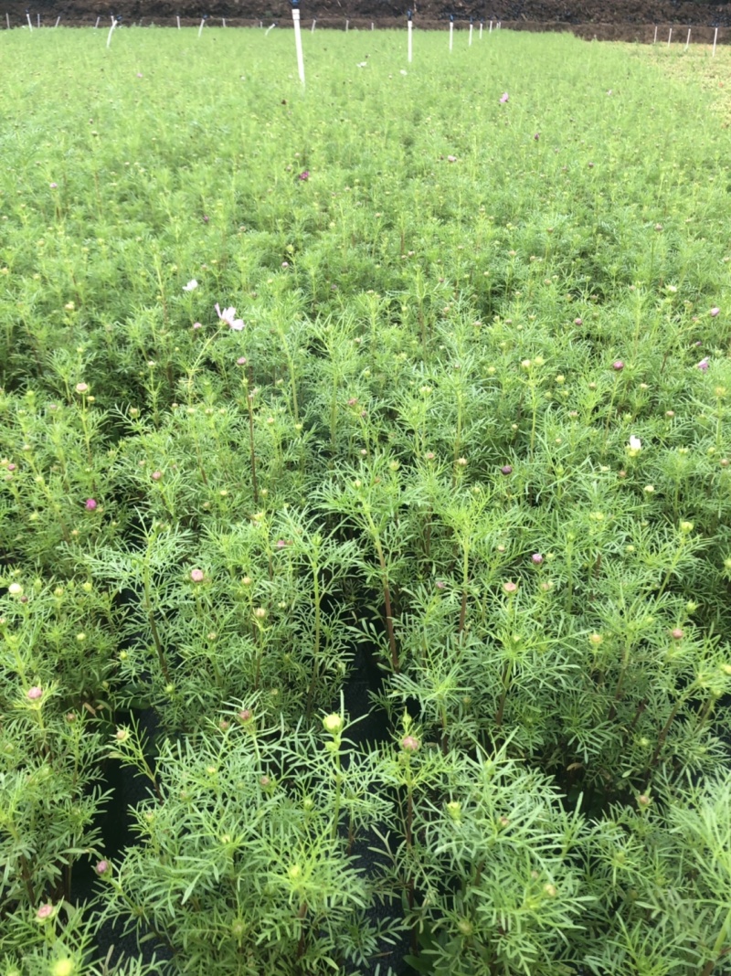 泥碳土时花袋苗