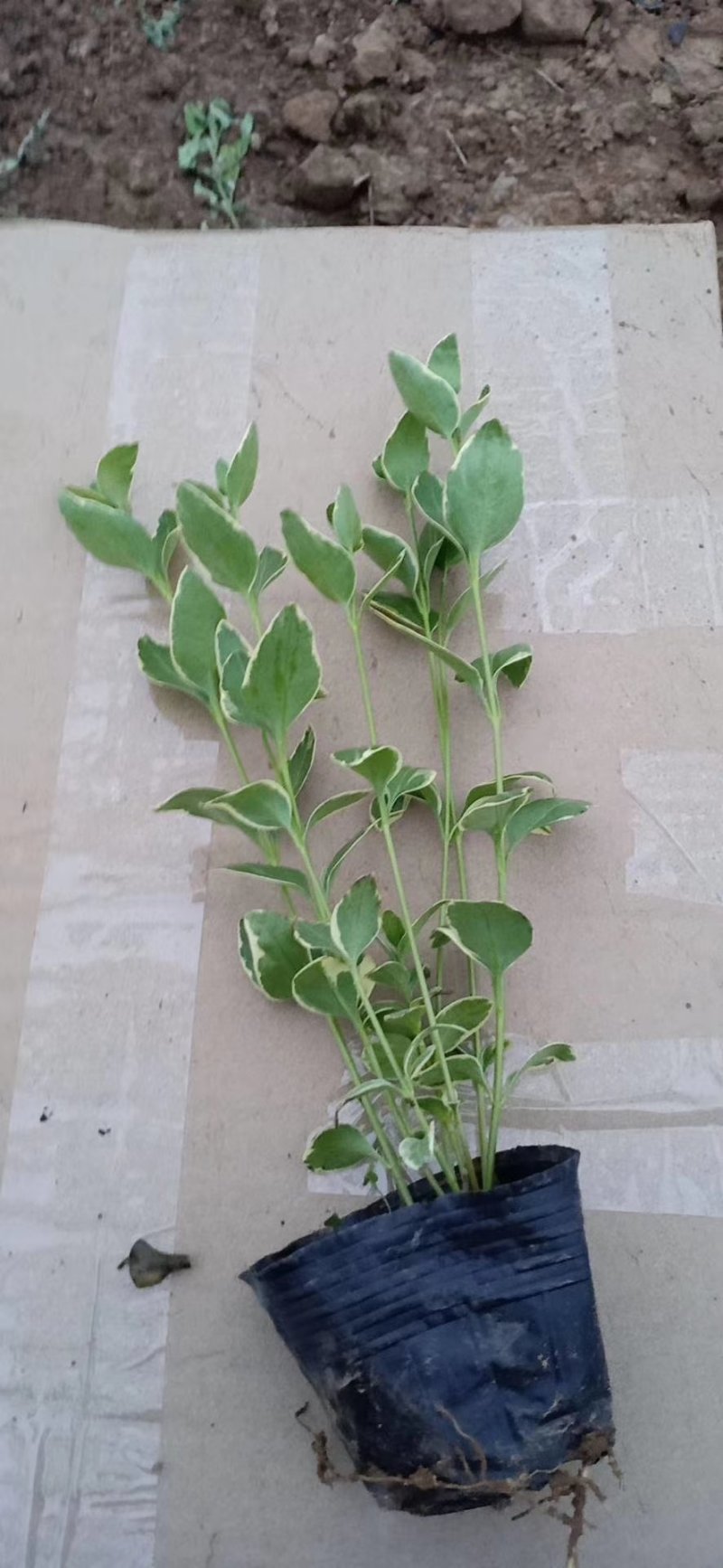 花叶蔓长春，基地直销，常年销售各种绿化苗木。