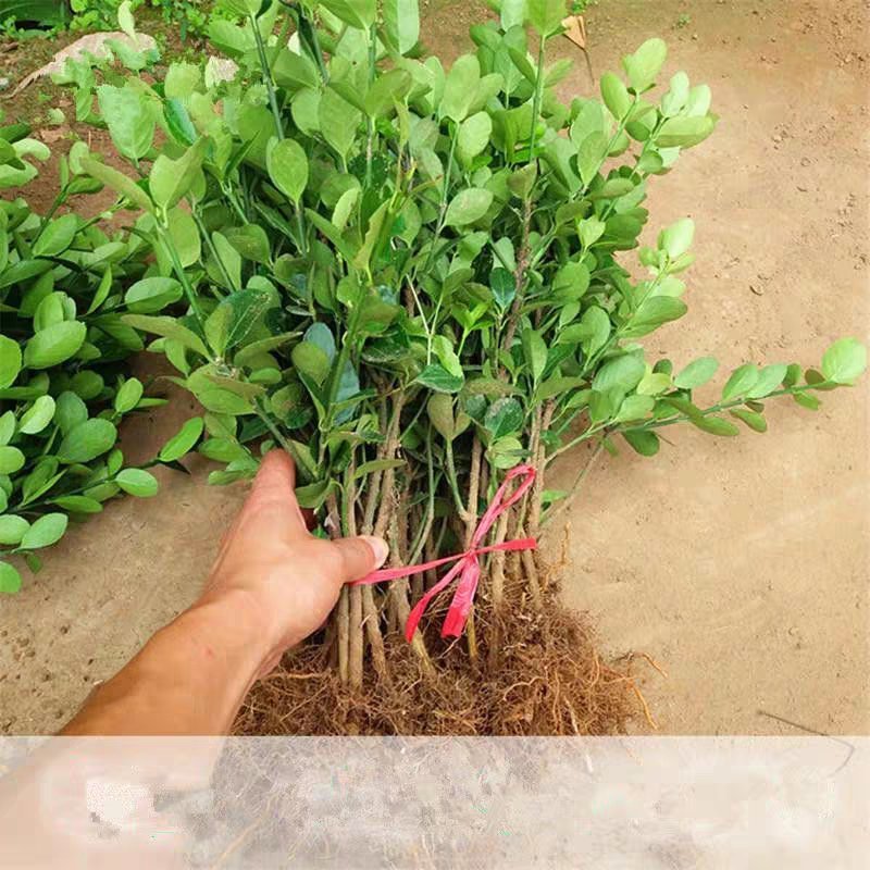 基地优质黄杨树盆景大叶黄杨各种规格包成活