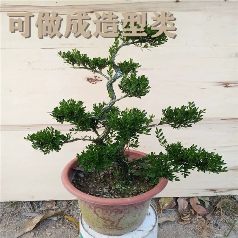 基地优质黄杨树盆景黄杨苗大叶黄杨各种规格包成活