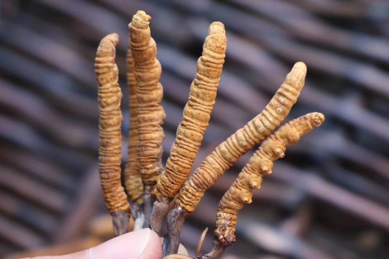 包邮青海玉树野生冬虫夏草3-6条一克规格批发一件代发