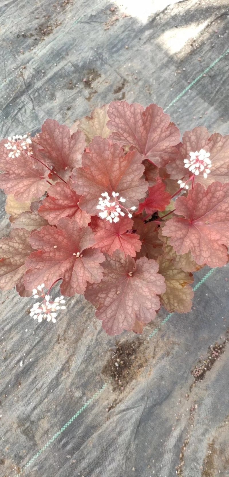 凡根，基地直销，常年销售各种绿化苗木。。