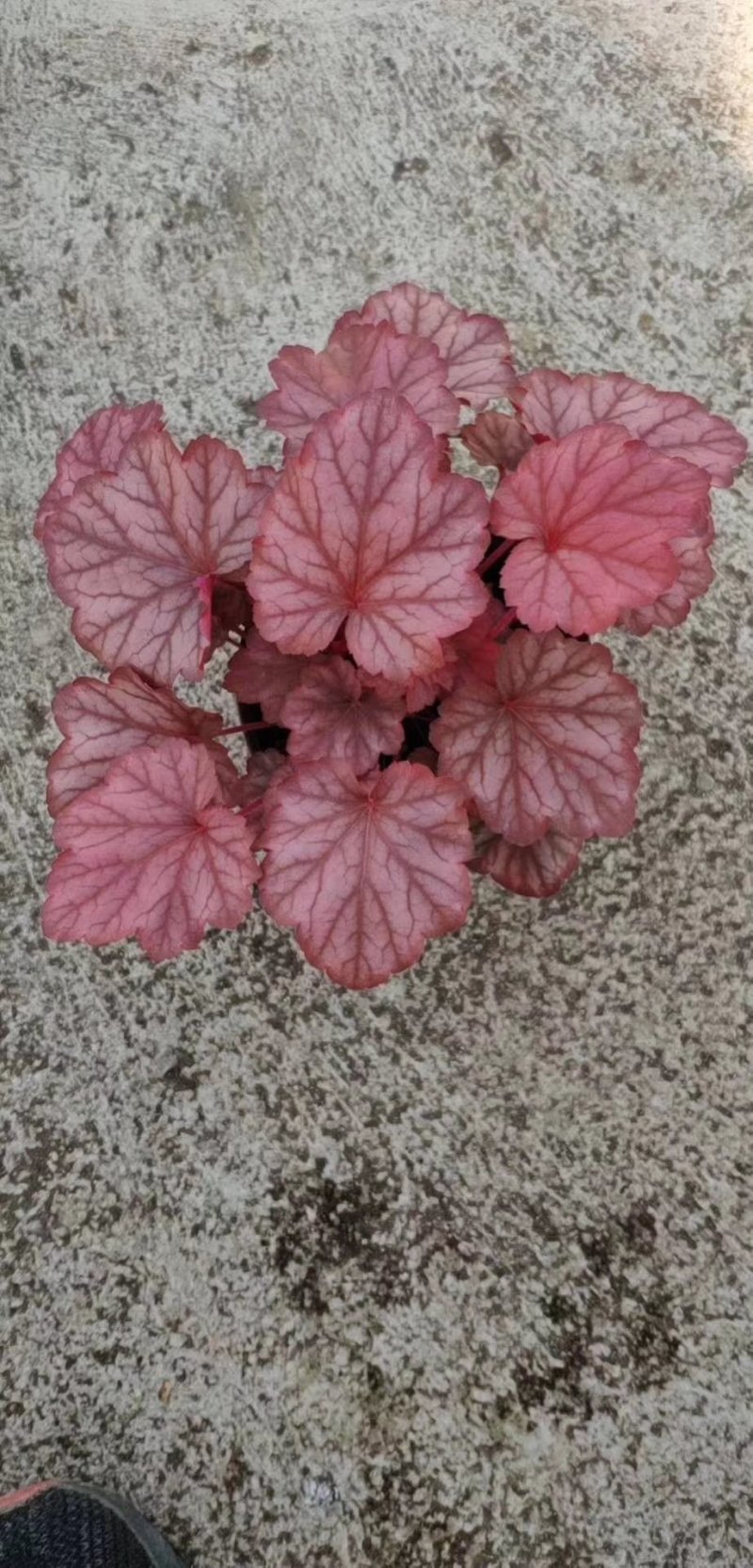 凡根，基地直销，常年销售各种绿化苗木。。