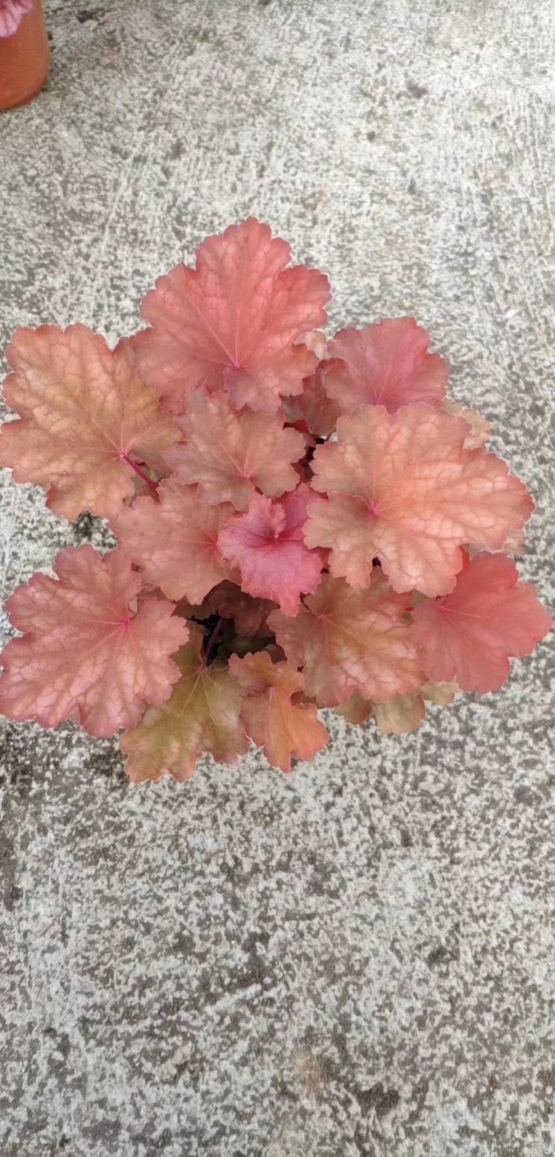凡根，基地直销，常年销售各种绿化苗木。。