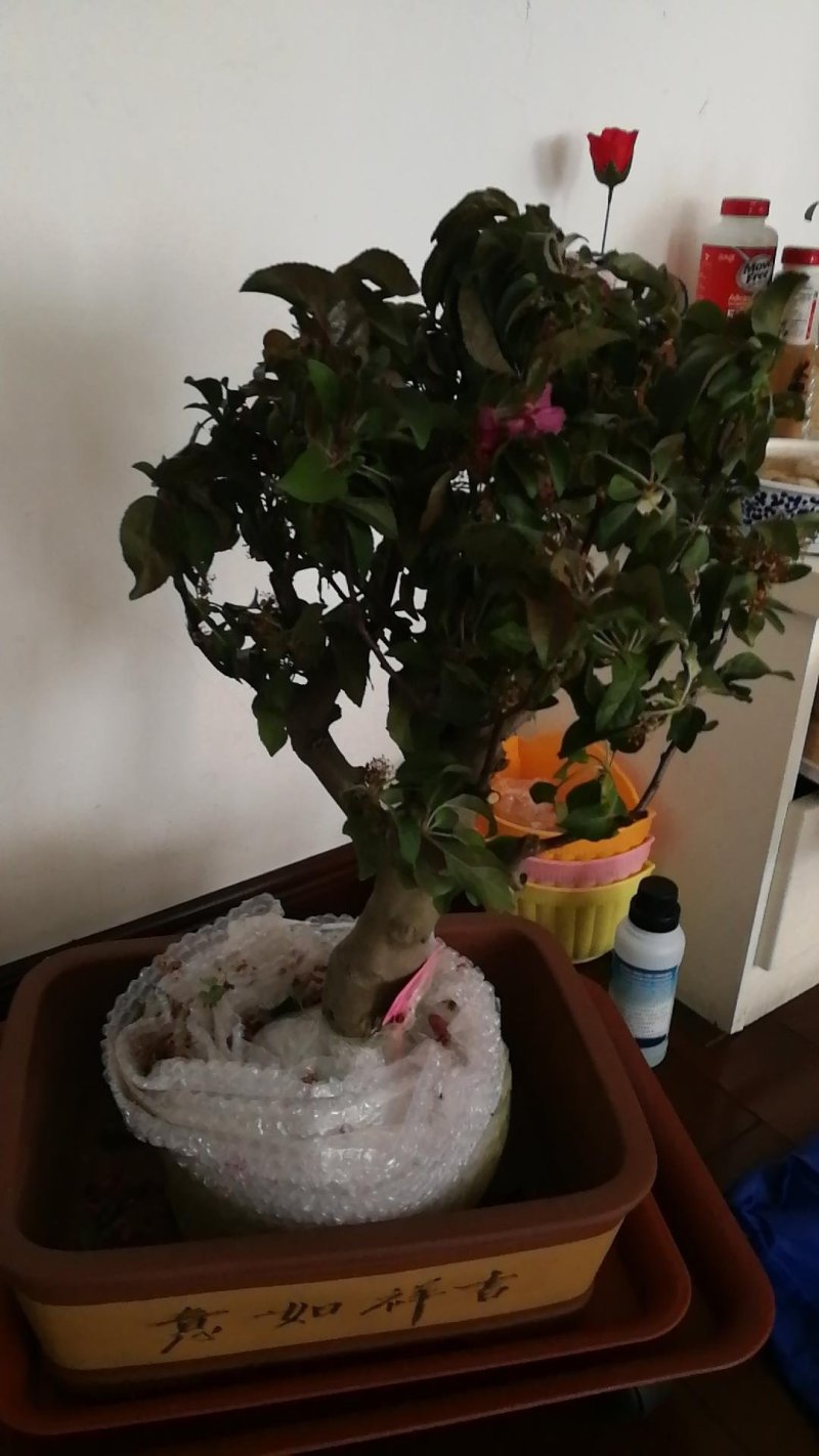 重瓣海棠花盆栽树苗盆景老桩花卉绿植物室内四季开花不断庭院