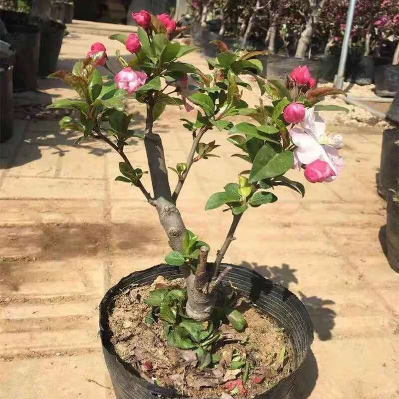重瓣海棠花盆栽树苗盆景老桩花卉绿植物室内四季开花不断庭院