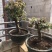 重瓣海棠花盆栽树苗盆景老桩花卉绿植物室内四季开花不断庭院