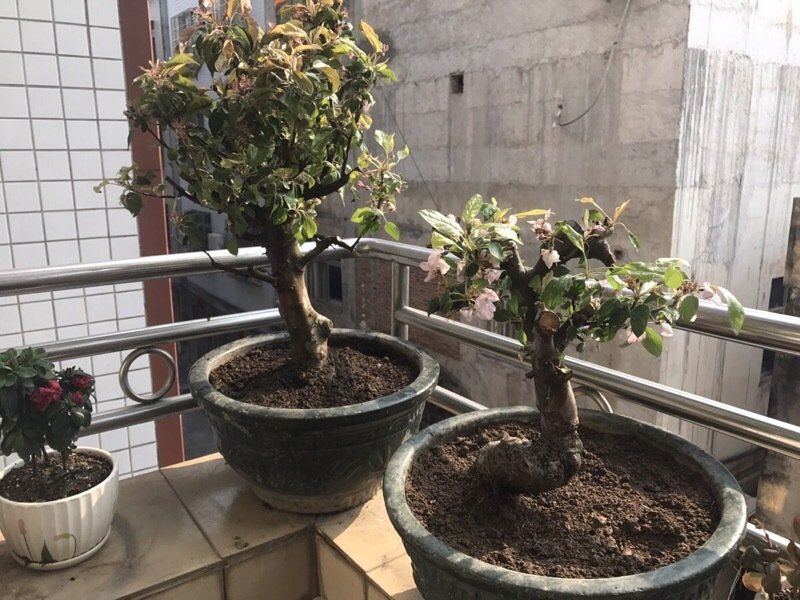 重瓣海棠花盆栽树苗盆景老桩花卉绿植物室内四季开花不断庭院