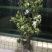 重瓣海棠花盆栽树苗盆景老桩花卉绿植物室内四季开花不断庭院
