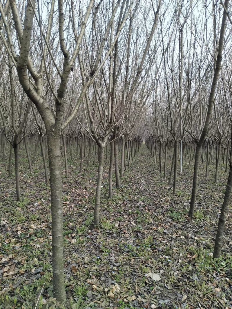 基地出售樱花树5～15公分大树小树花色漂亮