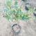 【热】树桩月季月季花树苗圃直销质量有保证